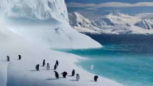 第一个'我们的星球'拖车滴David Attenborough的新Netflix纪录片