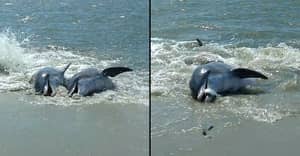 海豚在海滩上吃鱼的壮观镜头