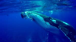 惊人的镜头显示鲸鱼保护潜水员