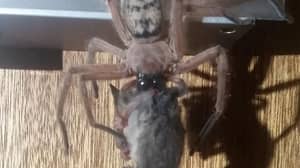 澳大利亚夫妇发现亨斯迈蜘蛛吃矮小的负鼠