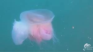 珍稀粉红色的巨型水母只瞄准了历史上第第四次