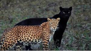 黑豹和豹夫妇的令人难以置信的照片去病毒