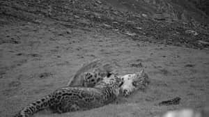 隐藏的相机捕获雪豹妈妈和幼崽一起玩