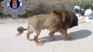 警方呼吁报告一个松散的狮子，结果是一只狗