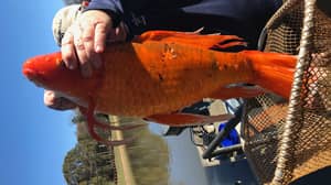 渔夫捕获9磅'金鱼'湖的平均大小的15倍