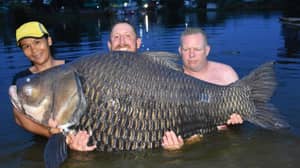 英国抓住泰国的“世界上最大的鲤鱼”称重232磅