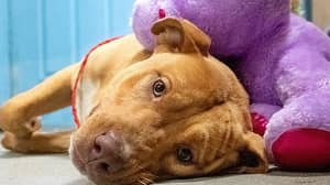 流浪狗从商店偷了五次后，他买了心爱的紫色玩具为他买了