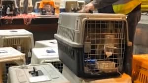 慈善机构飞过数十只狗从中国肉类贸易中拯救给纽约
