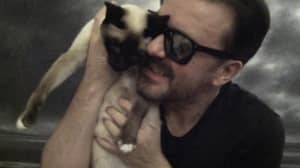 ricky gervais'心爱的猫ollie在突然健康恶化后死亡