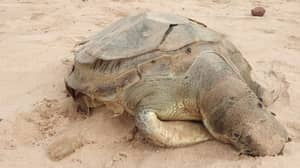 海龟发现死了肚子含有塑料