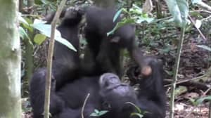 令人心动的镜头显示黑猩猩与婴儿一起玩“飞机”