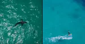 无人机在恐怖镜头中捕获大鲨鱼盘旋风筝冲浪者