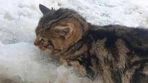 救出的小猫生成了极为罕见的苏格兰野猫
