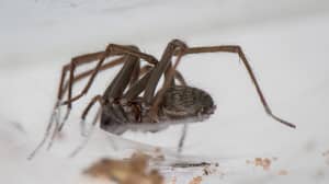 性欲疯狂的'手尺寸'巨型蜘蛛入侵英国家园