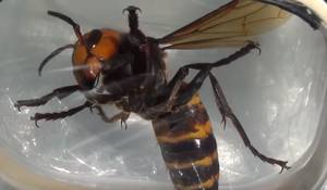 巨型亚洲黄蜂可以来到英国，他们正在恐惧