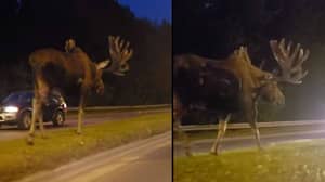 巨型驼鹿沿着高速公路中间随便漫步