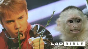 贾斯汀·比伯（Justin Bieber）的猴子仍然受到流行巨星生活的经历而受到创伤