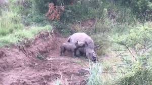 婴儿犀牛试图在令人心碎的视频中从偷猎母亲那里吮吸