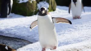 爱丁堡动物园的企鹅喜欢雪