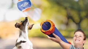 阿尔迪正在出售Nerf枪，这样你就可以和你的狗玩接球了