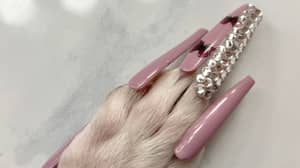 一名女子给狗戴上假指甲后被指控虐待动物