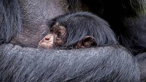 批判性地濒临灭绝的黑猩猩出生于英国动物园
