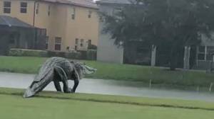 在佛罗里达的高尔夫球场上发现了怪兽鳄鱼