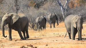 作为津巴布韦禁止国家公园的保护主义者胜利