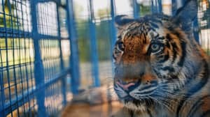 火种告诉用户从PETA的压力下删除所有的'Tiger Selfies'