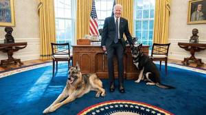 Joe Biden的狗在'咬入事件'后搬出了白宫