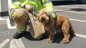 消防员在热浪中拯救狗被困在沸腾的热车中