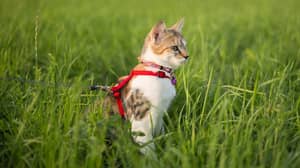 澳大利亚委员会希望在外面时强迫所有者把他们的猫放在皮带上