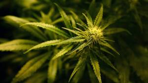 医疗大麻设置为在NHS处方提供