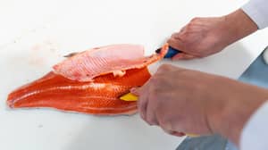 养殖的鲑鱼被喂以化学物质使肉变成粉红色