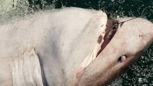 在巨大的15ft鲨鱼的妇女卷轴重1,200lb在爱尔兰