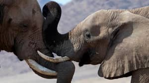 英国军队部署在非洲战斗大象凶手