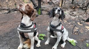 训练有素的狗在丛林受影响的地区发现七个卡拉斯