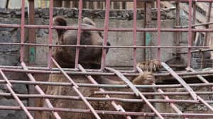 在线上诉后，熊在亚美尼亚餐厅旁边的笼子里一直被释放