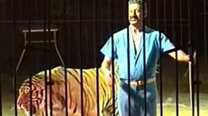 马戏团表演者被四只老虎殴打后死亡