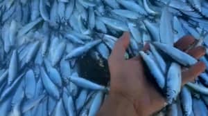 数百万条小鱼被冲到威尔士海滩上