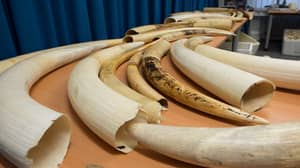 英国政府宣布计划禁止象牙销售和出口