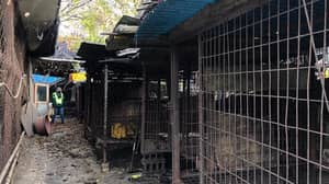 韩国关闭了最大的狗肉屠宰场