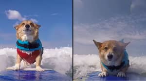 狗冲浪是从伤痕累累的可怕攻击中恢复的疗法