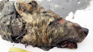 科学家发现了冷冻的4万年前西伯利亚狼的断头
