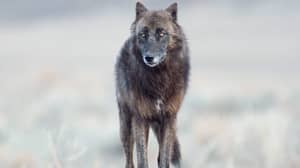 录像显示北美森林中巨大的“类似狼”生物攻击狗