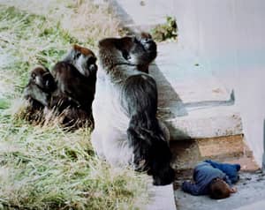 当他是一个小孩时，英国被大猩猩拯救的人说动物园是射击harambe的权利