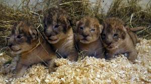 瑞典动物园说，自2012年以来，它已安乐死了九个健康的狮子幼崽