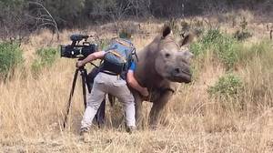 犀牛接近摄影师，......要求肚子擦