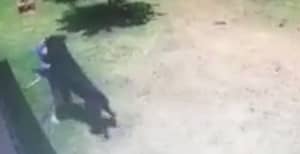 恐怖时刻rottweiler攻击了三岁的男孩