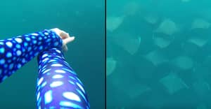 潜水员在壮观的镜头上用数百射线游泳